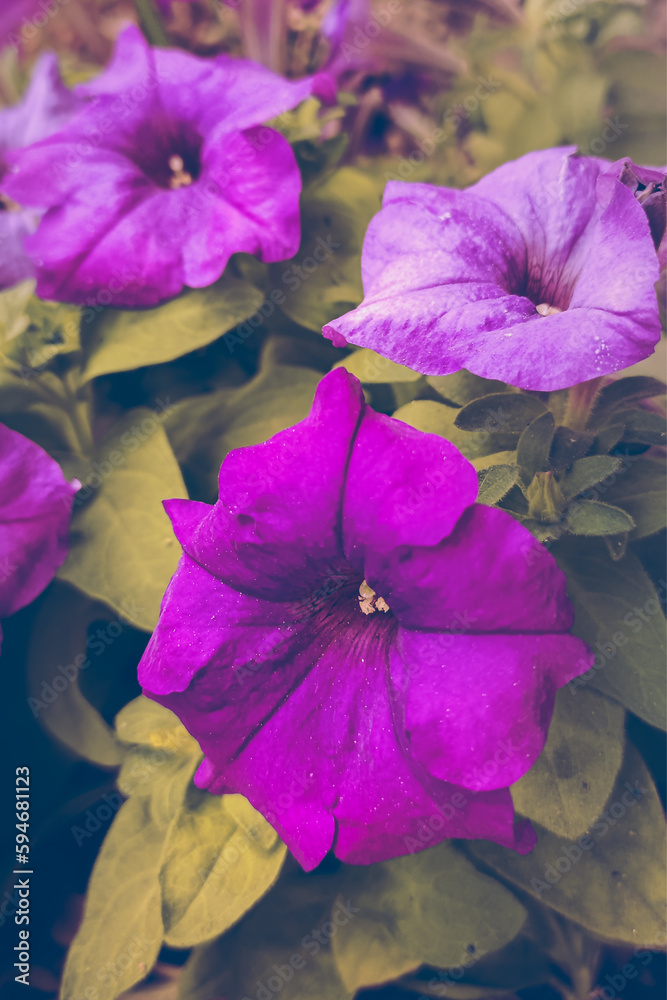 Elegant Purple Mexican Petunias Surrounded by Green Foliage