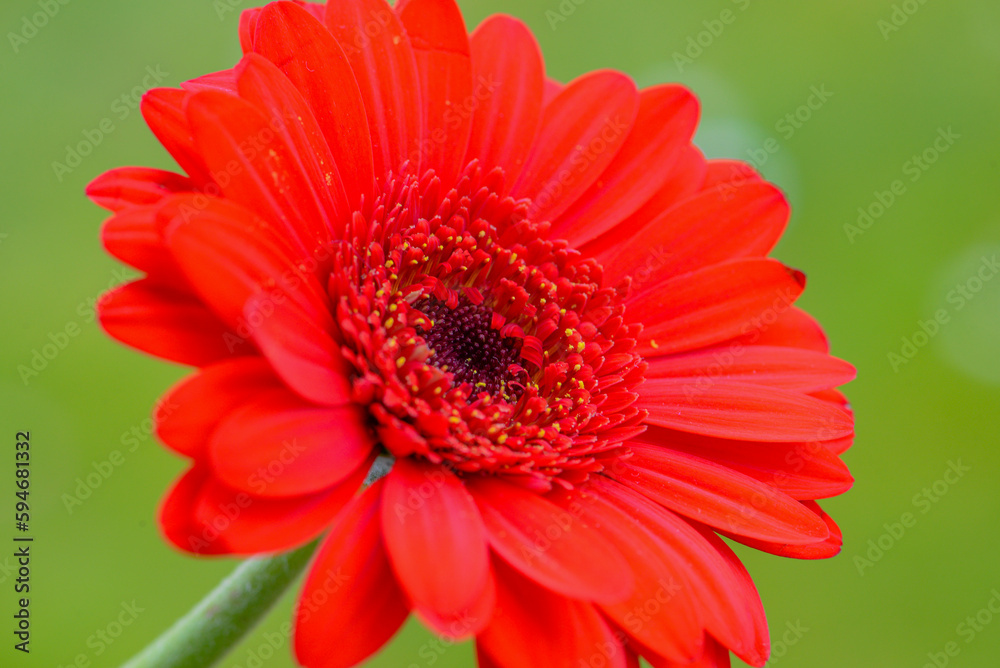 Macro photo of a gerbera flower with a drop of water. floral background Macro photo of a gerbera flower with a drop of water. floral background