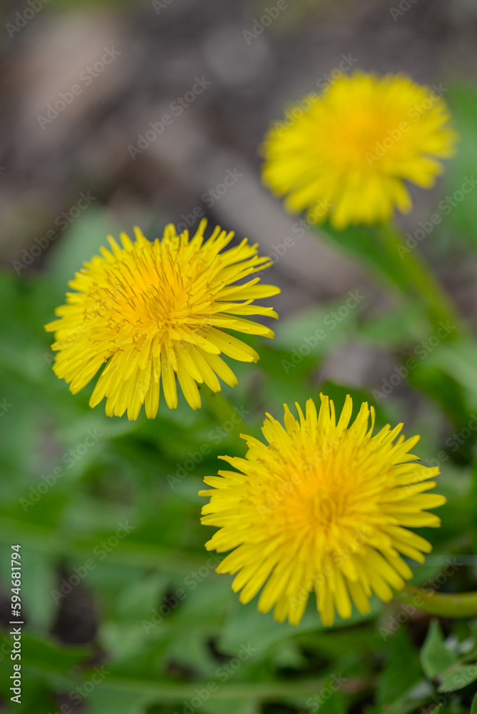 macro photo of a flower, background, texture. Caring for the environment. macro photo of a flower, background, texture. Caring for the environment.