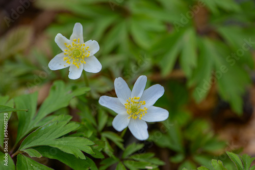 macro photo of a flower, background, texture. Caring for the environment.