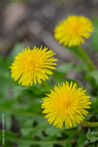 macro photo of a flower  background  texture. Caring for the environment.