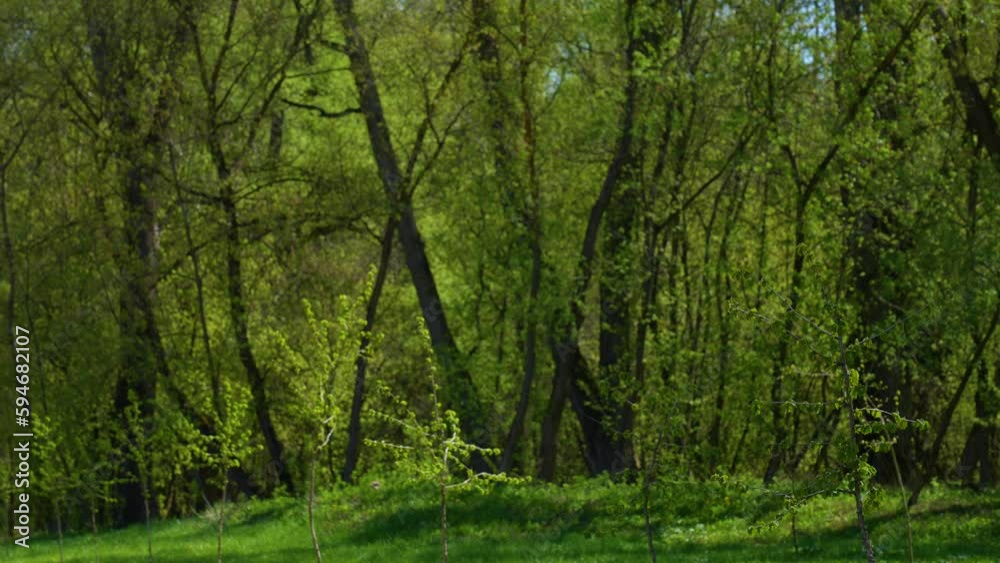 Blurry spring time sunny landscape. Defocused gren plants, trees and grass. Natural 4k video background Blurry spring time sunny landscape. Defocused gren plants, trees and grass. Natural 4k video background