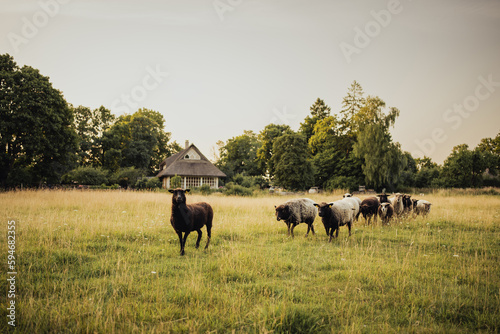 Fototapeta Naklejka Na Ścianę i Meble -  Domestic Sheep (Ovis Aries) In The Field Of A Beautiful Farm On Island In Summer