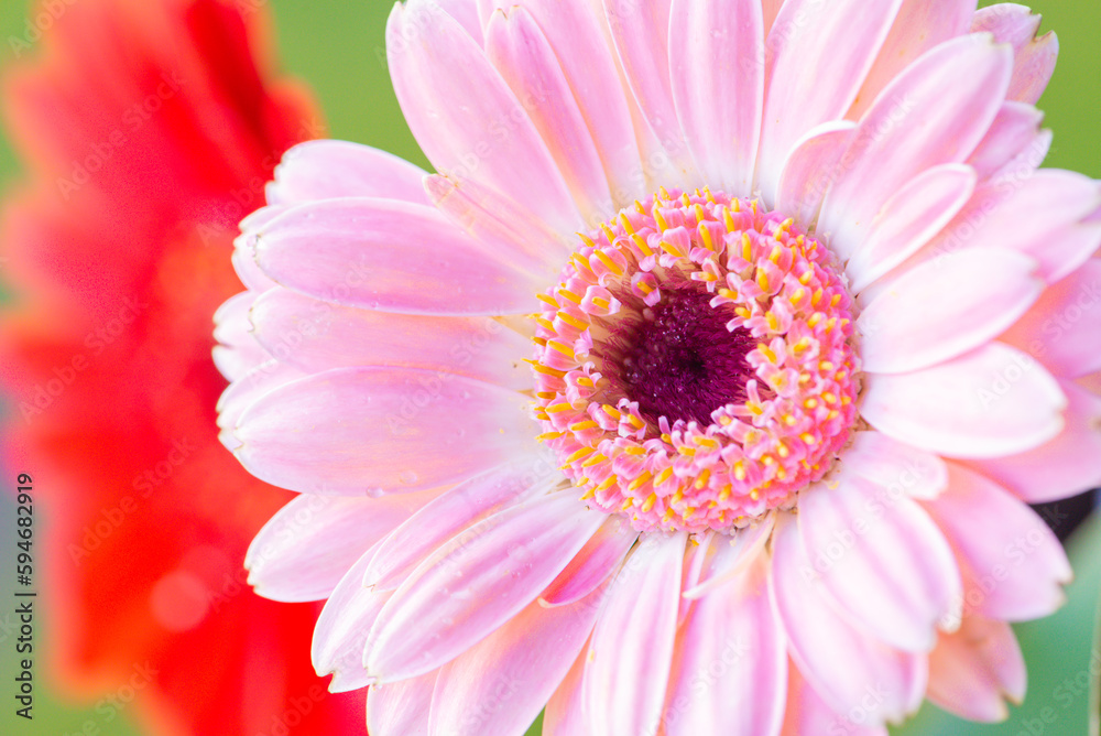 Macro photo of a gerbera flower with a drop of water. floral background Macro photo of a gerbera flower with a drop of water. floral background