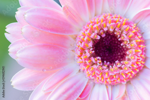Macro photo of a gerbera flower with a drop of water. floral background