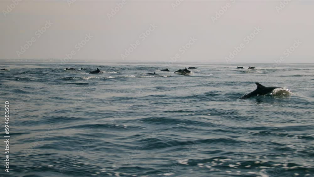 Aerial video of the group of dolphins swimming in the sea on a sunny day Aerial video of the group of dolphins swimming in the sea on a sunny day