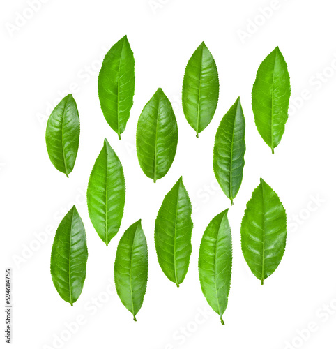 Green tea leaf isolated on transparent png © sommai