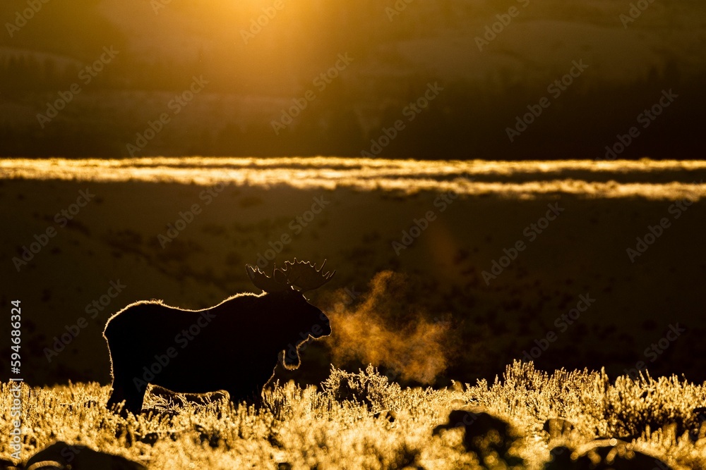 Silhouette of a moose in a forest during a beautiful golden hour over a forest