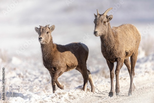 Closeup of two goats walking in a field covered in the snow in winter