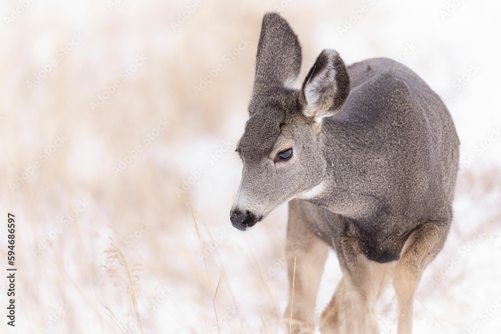 Closeup of a mule deer in a snowy field under the sunlight with a blurry background