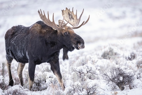 Closeup of a moose in a field covered in the snow on a sunny day with a blurry background