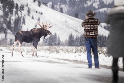 Fototapeta Naklejka Na Ścianę i Meble -  Adult photographer taking a picture of a moose in a snowy field in winter