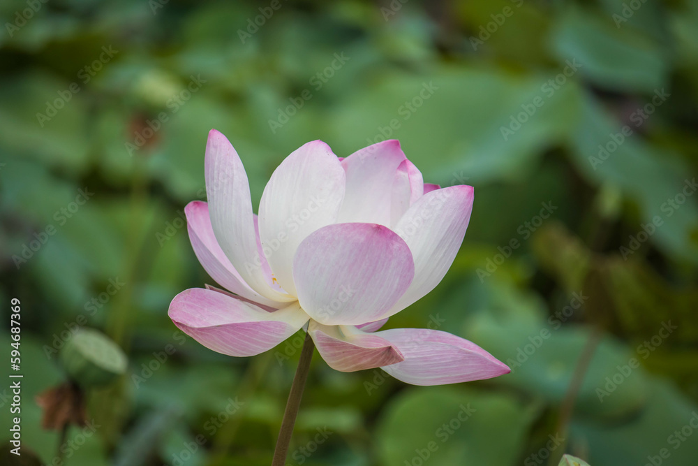 Purple water lilly on water background with leaves and it's bud. Purple water lilly on water background with leaves and it's bud.