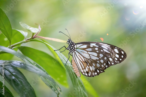 Image of a butterfly (The Pale Blue Tiger) on nature background. Insect Animal © Akarat