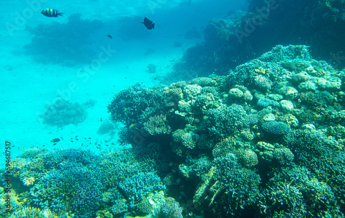Fototapeta Naklejka Na Ścianę i Meble -  Coral reef at the bottom of the Red Sea.
