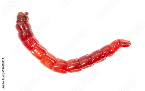 Red bloodworm isolated on white background. Macro. photo