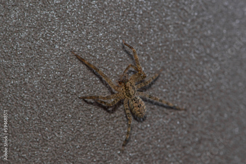 closeup of a spider that crawls on a green leaf. Spider close-up.