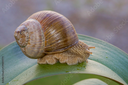 A beautiful snail sits on a wet leaf after rain photo