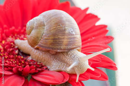 An interested snail sits in the grass on a wet leaf photo