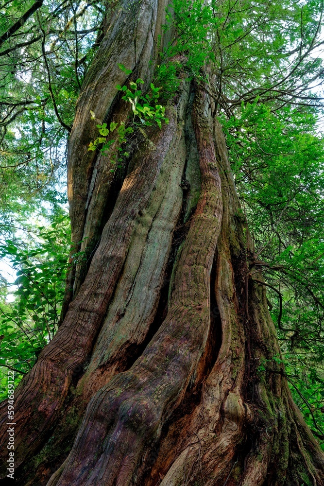 Old growth forest along the Wild Pacific Trail, Ucluelet, BC, Canada Old growth forest along the Wild Pacific Trail, Ucluelet, BC, Canada