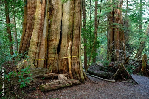 Old growth forest along the Wild Pacific Trail  Ucluelet  BC  Canada