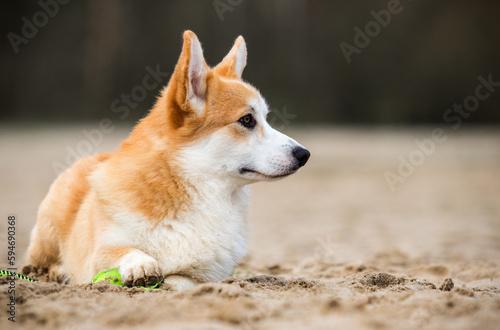 red corgi dog looks on the sand