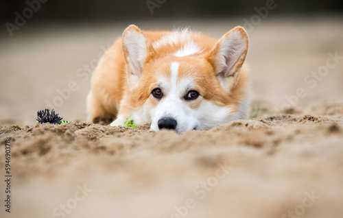 sad corgi dog looking at the sand