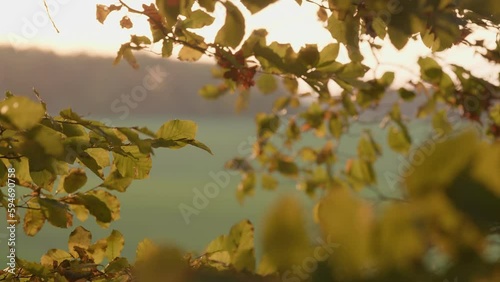 View into the green of a deciduous forest. The focus is on a branch with leaves on the left side of the picture. In the foreground blurred leaves form part of the frame of the picture. Location: Meckl