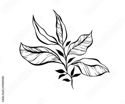 Elegant black line art of a branch leaf © taniKoArt