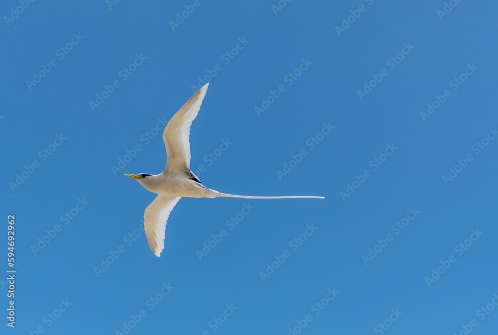 Obraz premium White-tailed tropicbird in flight against a blue sky background