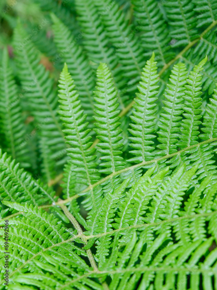 Green fern leaves outside in the wild forest for backgrounds and backdrops. Selective focus. Verical photo