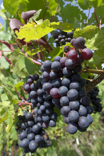black vine grapes