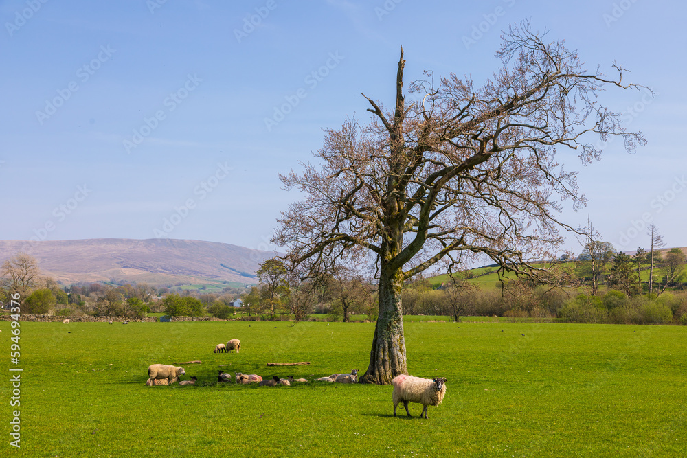 View of the hills in North UK. Sheep in the pasture. Cumbria. View of the hills in North UK. Sheep in the pasture. Cumbria.