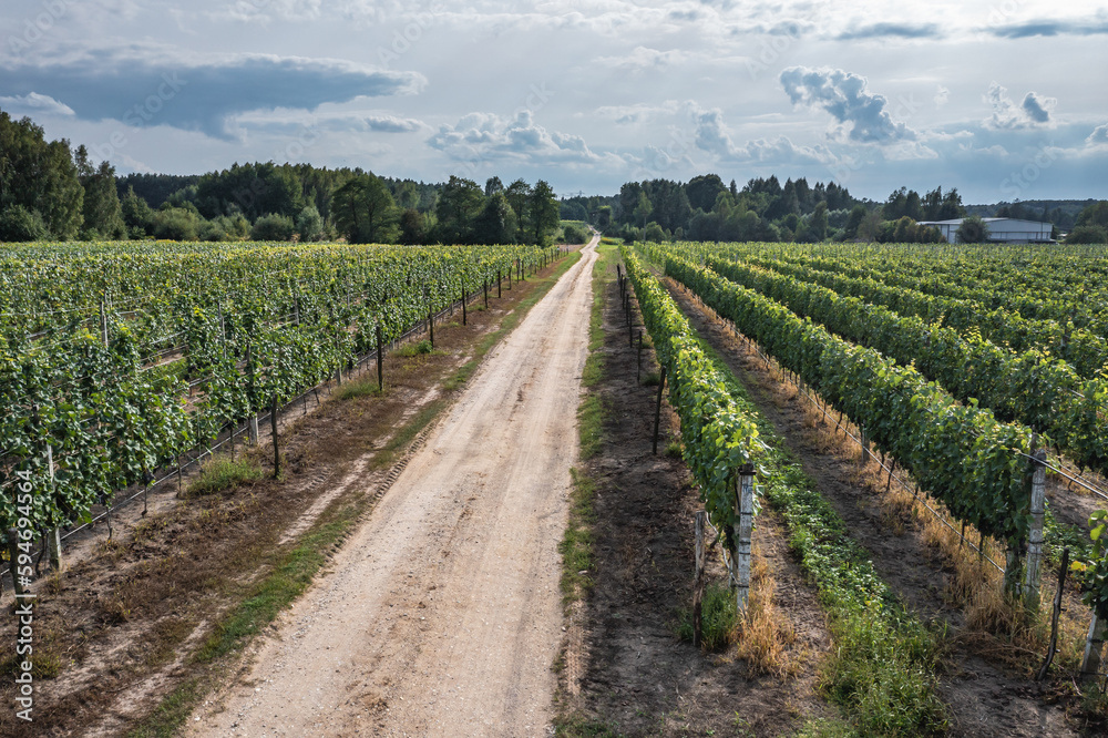 Road among vineyards in Dworzno near Mszczonow city, Poland