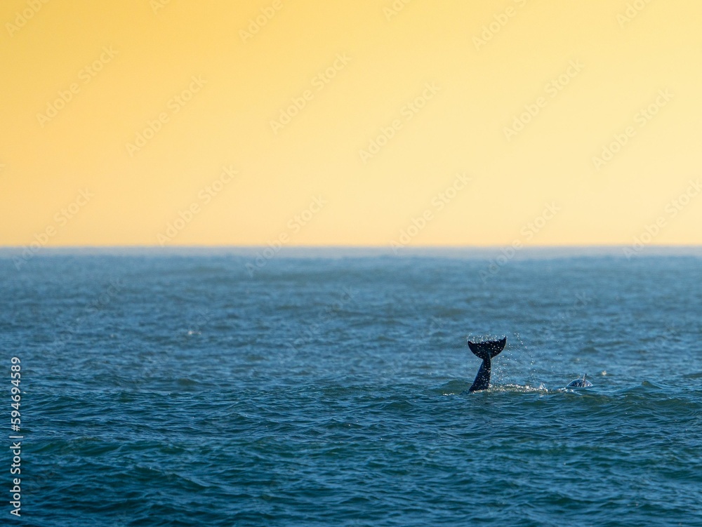Whale diving into the sea during the sunset in the evening