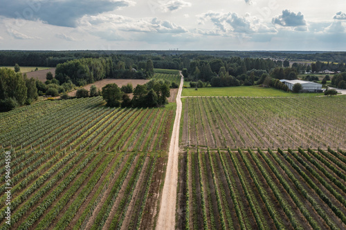 Road among vineyards in Dworzno village, Zyrardow County, Poland