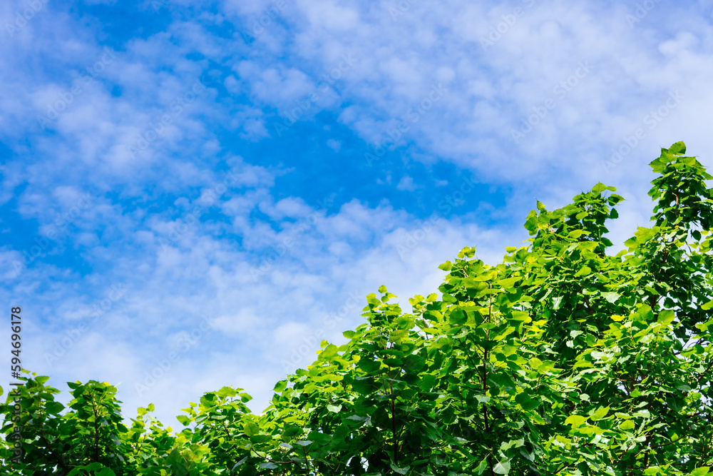 Abstract nature view of green leaf on top of bodhi tree with blue sky using as background and fresh ecology wallpaper concept Abstract nature view of green leaf on top of bodhi tree with blue sky using as background and fresh ecology wallpaper concept