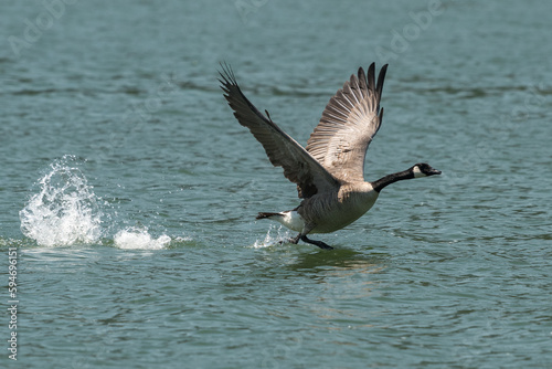 Canada goose taking off from water