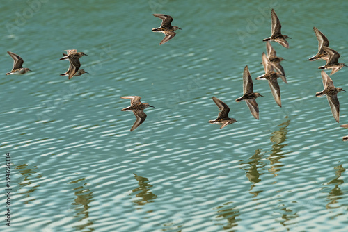 Western sandpipers flying over the water © davidhoffmann.com