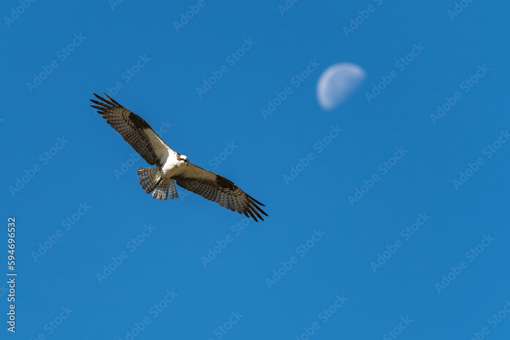 Obraz premium Osprey flying in flight