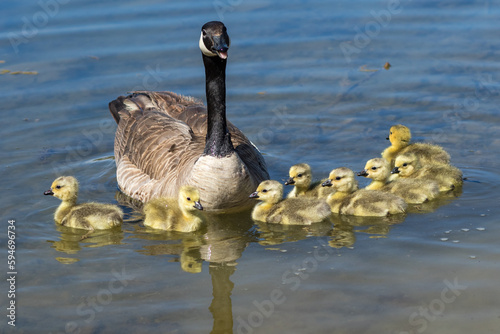 Canada goose swimming with goslings photo