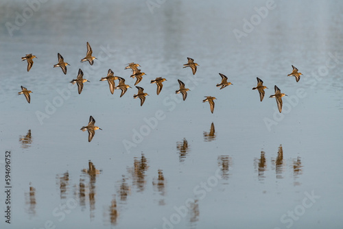 Western sandpipers flying over the water