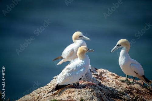 Flock of northern gannet (Morus bassanus) birds on the shoreline during the sunny weather