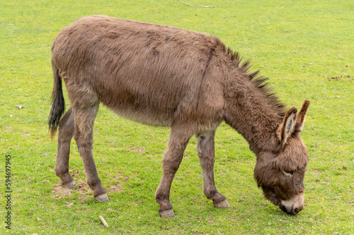 little donkey in the meadow