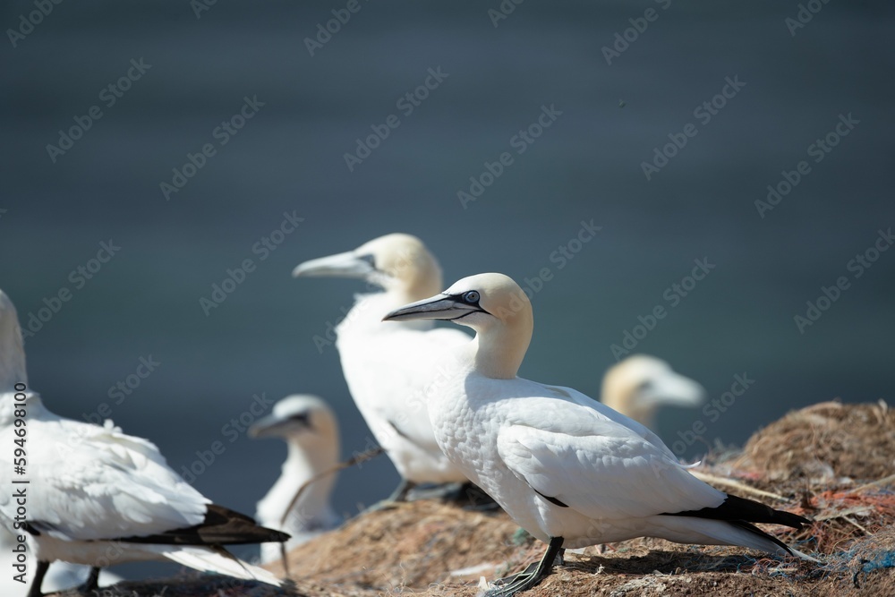 Flock of northern gannet (Morus bassanus) birds on the shoreline during the sunny weather Flock of northern gannet (Morus bassanus) birds on the shoreline during the sunny weather