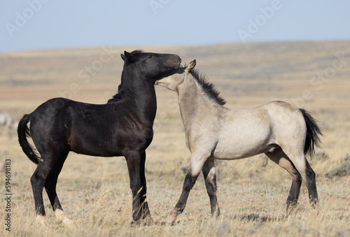 Pair of Young Wild Horses Playing in the Wyoming Desert © natureguy
