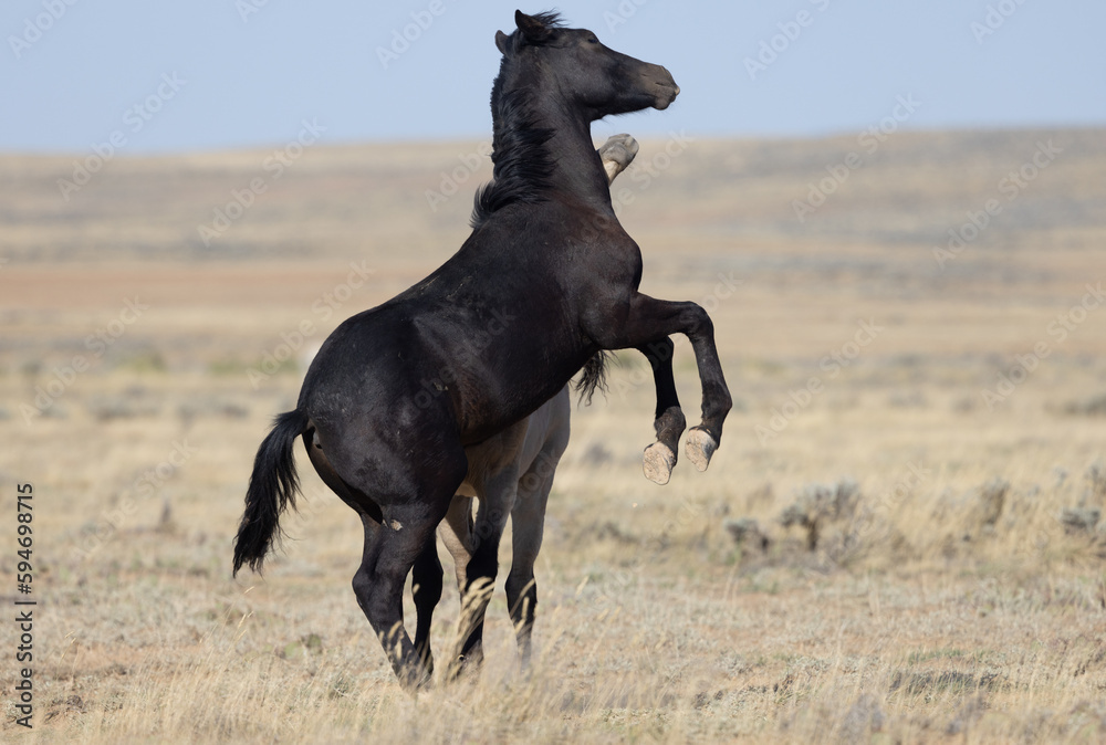 Pair of Young Wild Horses Playing in the Wyoming Desert Pair of Young Wild Horses Playing in the Wyoming Desert