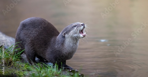 Otter on the grass near the pond water with its mouth open