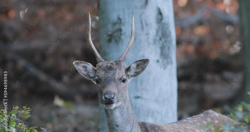 Young European fallow deer buck (Dama dama) with long antlers chewing the cud on a cold autumn morning Young European fallow deer buck (Dama dama) with long antlers chewing the cud on a cold autumn morning