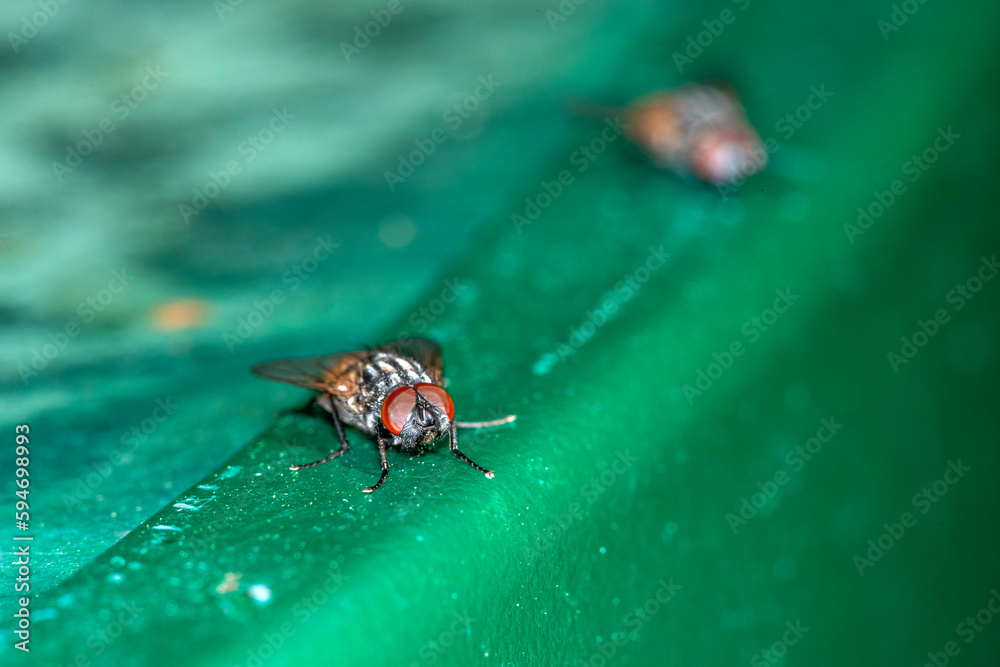 A face fly, Musca autumnalis at rest on a green painted patio table. Close up, face on. A face fly, Musca autumnalis at rest on a green painted patio table. Close up, face on.